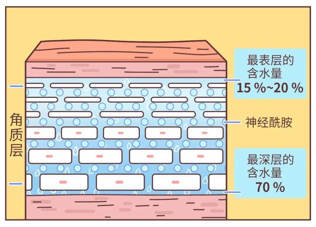 肌肤的水分主要来源就是身体内的水,为什么还有人天天喊皮肤干呢?
