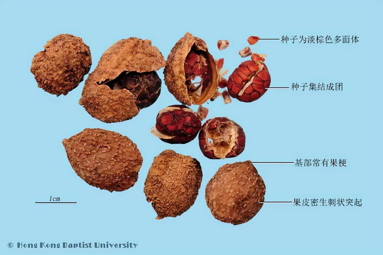 砂仁种子横切面简图图片