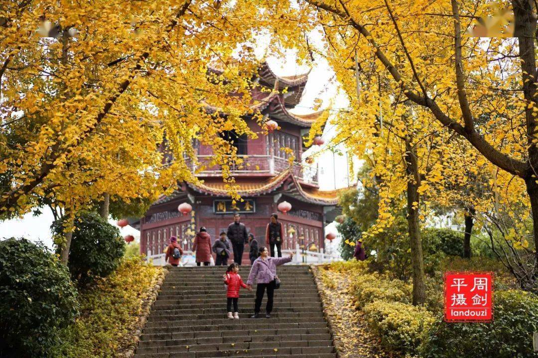 【宝庆风情】武冈王城杏叶黄_公园_银杏_美景