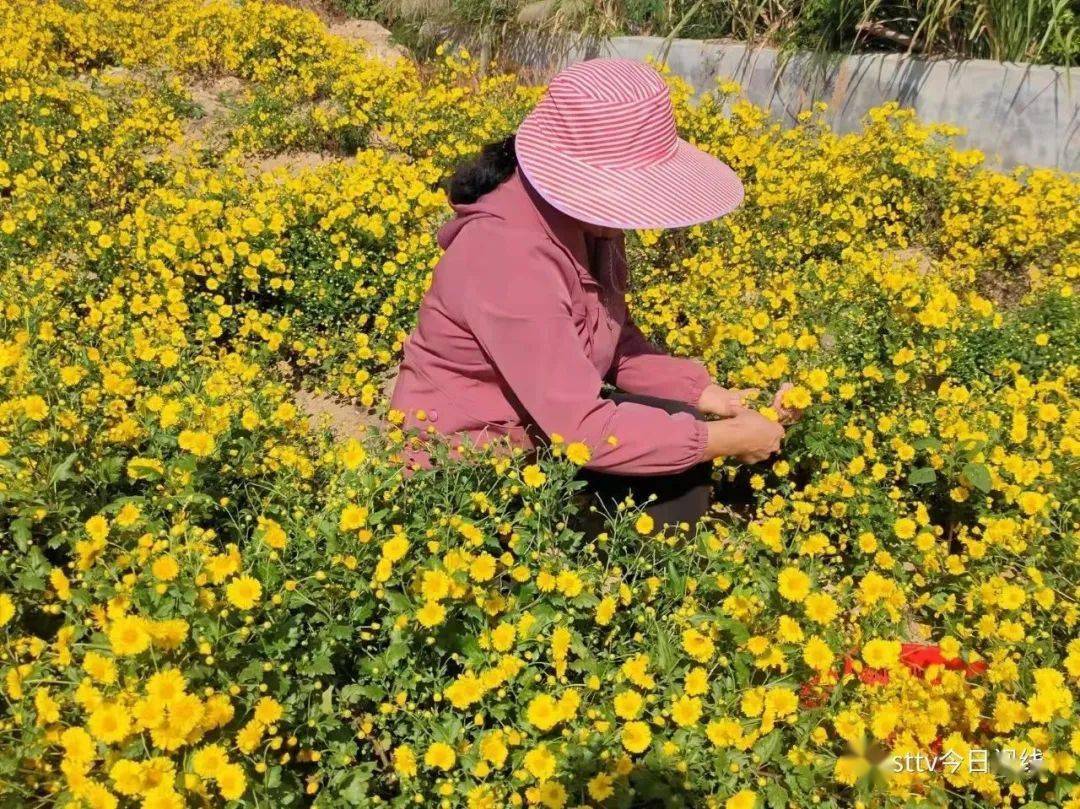 濠江东湖的菊花到底有多美?直接上图!又一拍照"网红点!