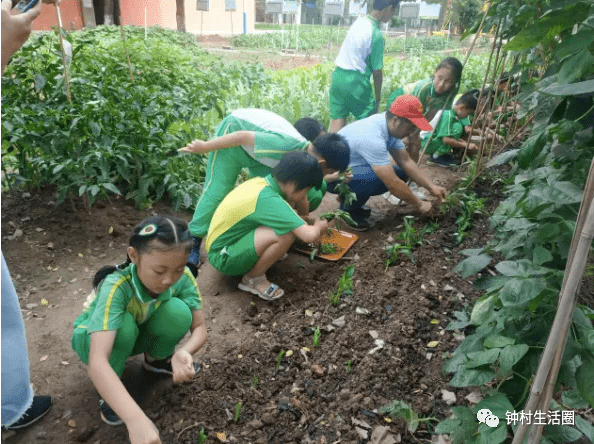 學校小菜園裡的種植樂!鍾村這所小學被評為廣州5a級小農田建設學校