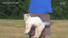 鹦鹉|圈内到底还有没有底线？