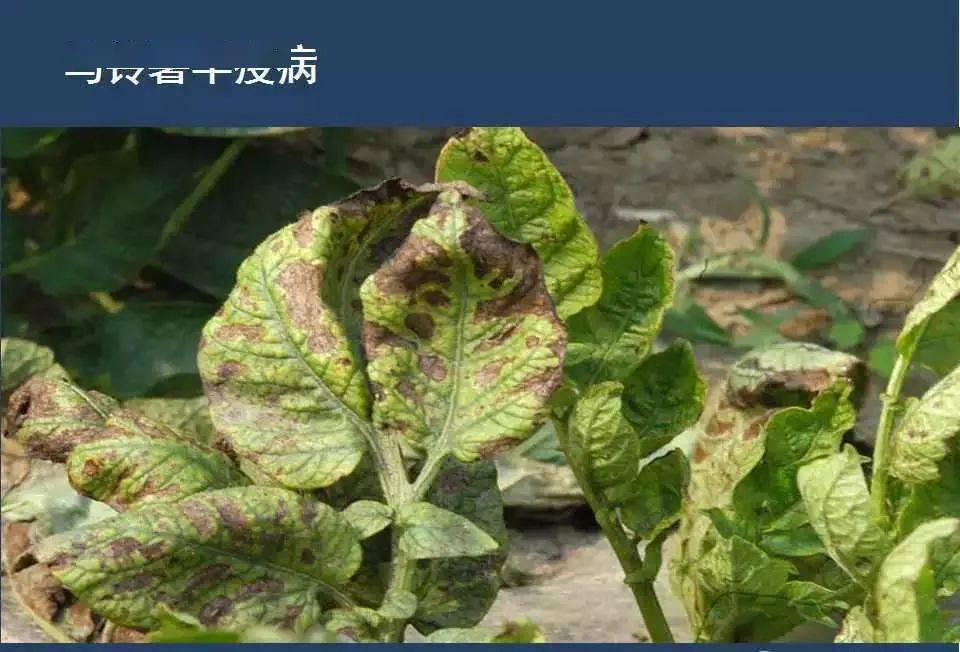 【收藏】马铃薯病害高清图谱大全