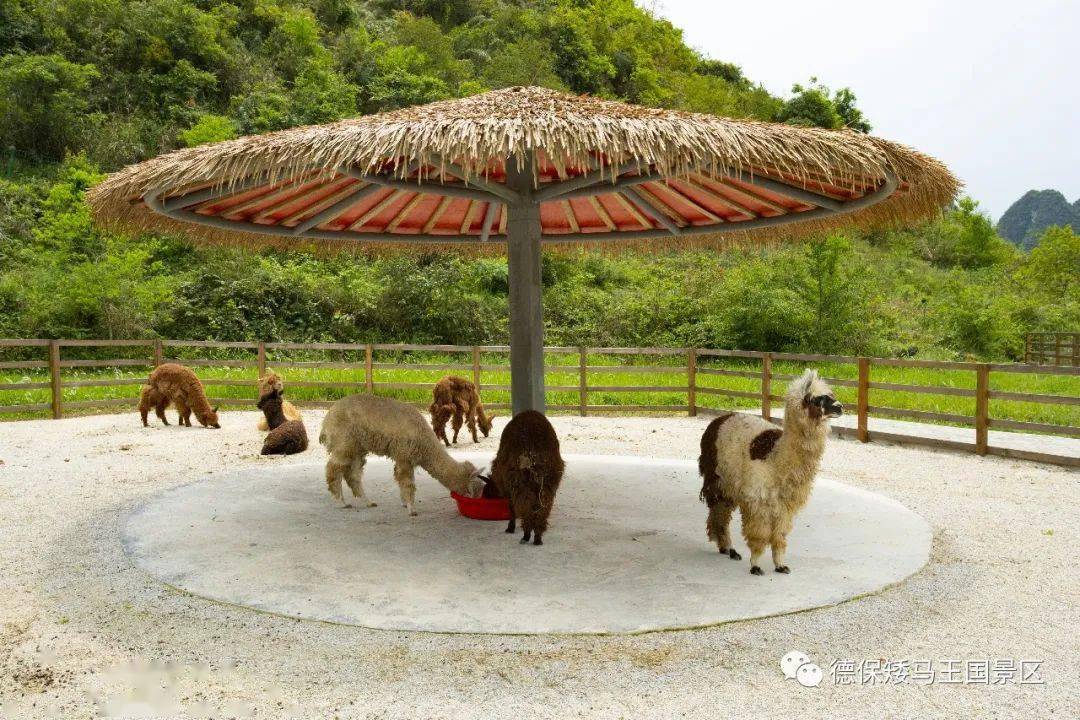 枫情德保 寻找冬日那一抹红_景区_巴头乡_枫叶