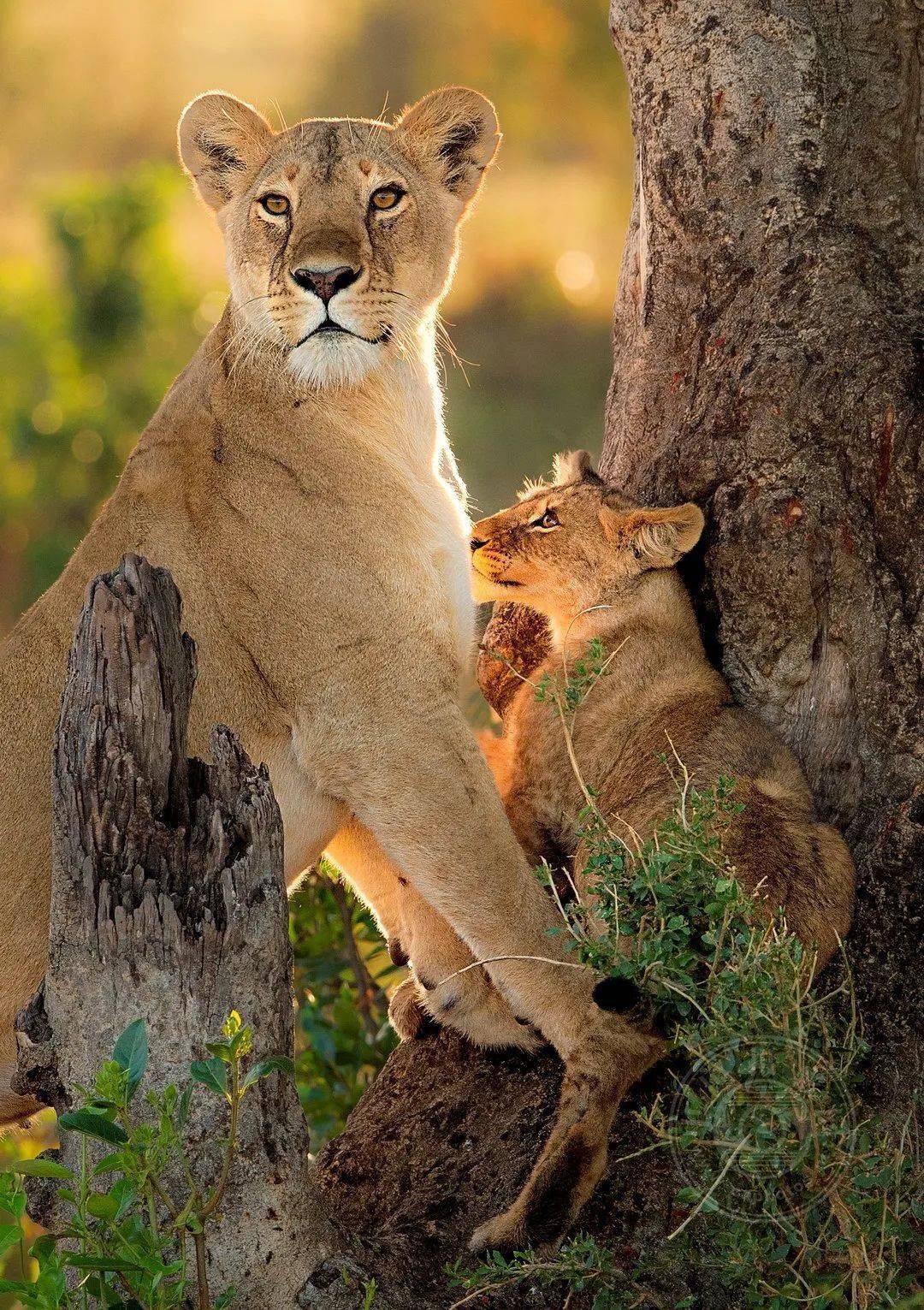 原创2021年wpa世界摄影奖获奖作品公布野生动物组