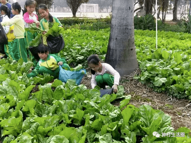 钟村这所小学被评为广州5a级小农田建设学校_劳动_实践_钟秀