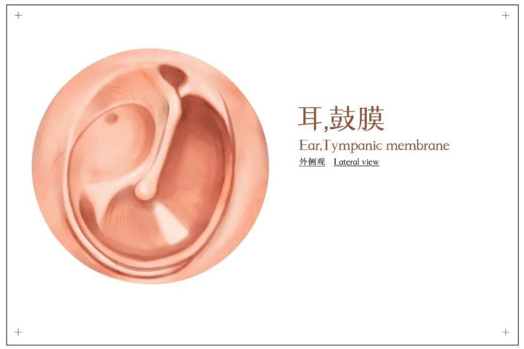 耳膜|小情侣正亲昵，“噗”一声！女生耳朵听不见了