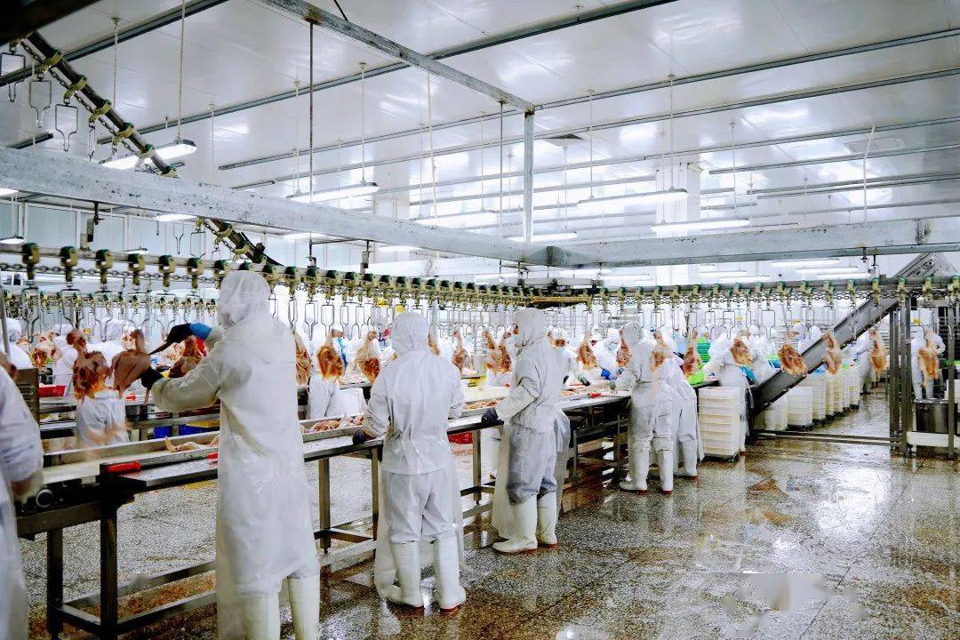 卓越,耘垦等以肉鸡产品加工为主的食品加工业发展势头迅猛.