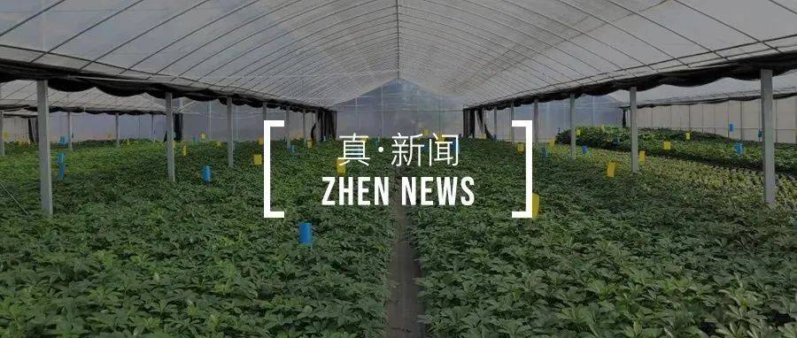 真格早期项目「氨酯汀兰」获近千万元融资_科技_智能_亢原
