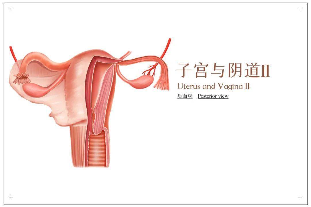 產後恢復的7大指標,你達標了沒?_子宮_媽媽_運動