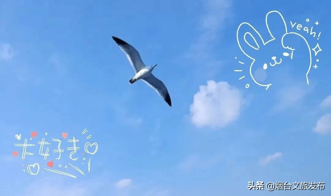 海鸥|“小精灵”又回来啦！快到蓬莱海边来一场“鸥遇”吧~