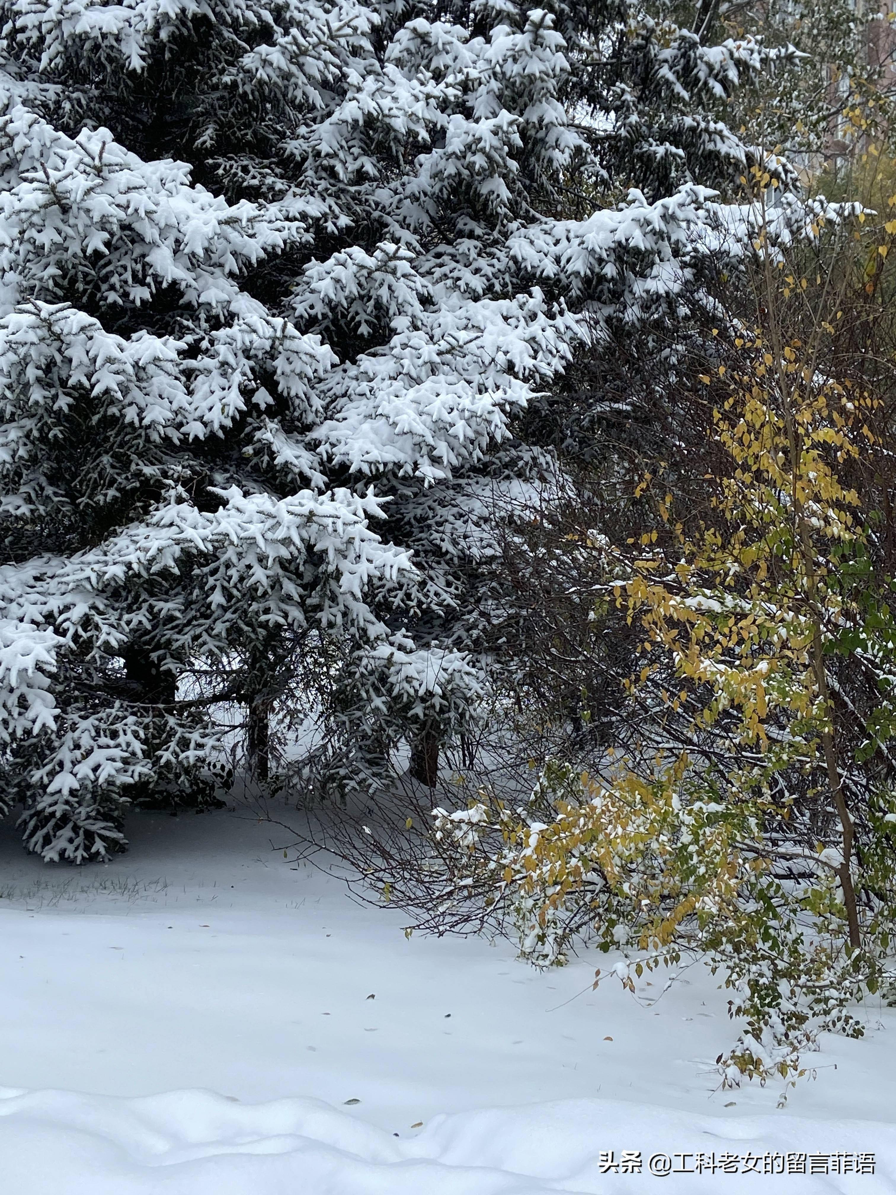 沈阳 大雪压青松