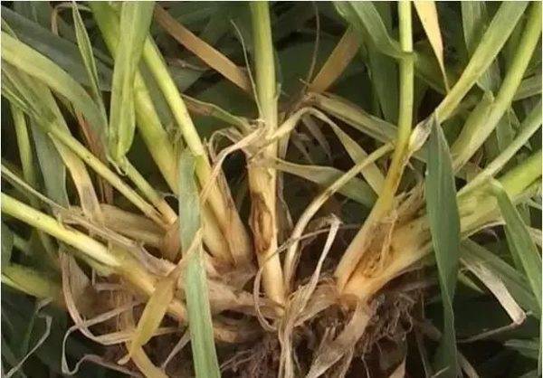 冬小麥根腐病怎麼治小麥根腐病用生物肥灌根有用嗎小麥衝施肥