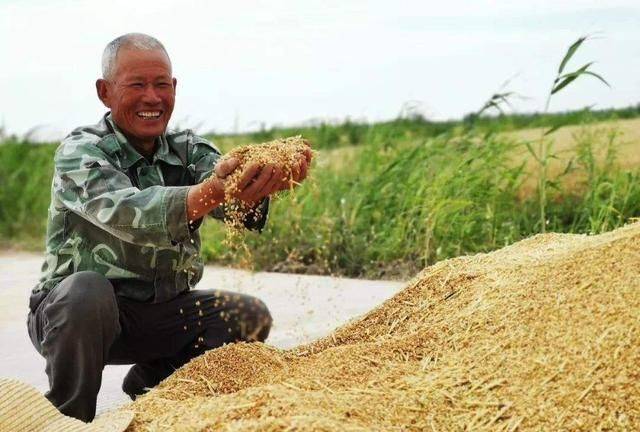 2021年6月3日小麦价格行情新陈小麦正式接轨