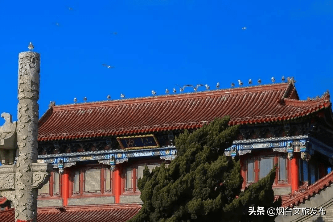 海鸥|“小精灵”又回来啦！快到蓬莱海边来一场“鸥遇”吧~