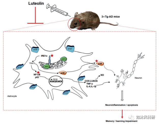 单体药理-q1区-河大联合协和:木犀草素减轻阿尔茨海默病认知障碍机制
