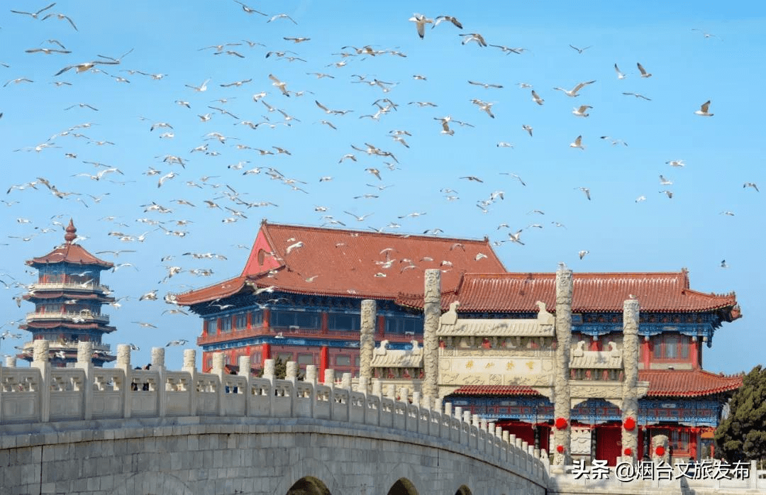 海鸥|“小精灵”又回来啦！快到蓬莱海边来一场“鸥遇”吧~