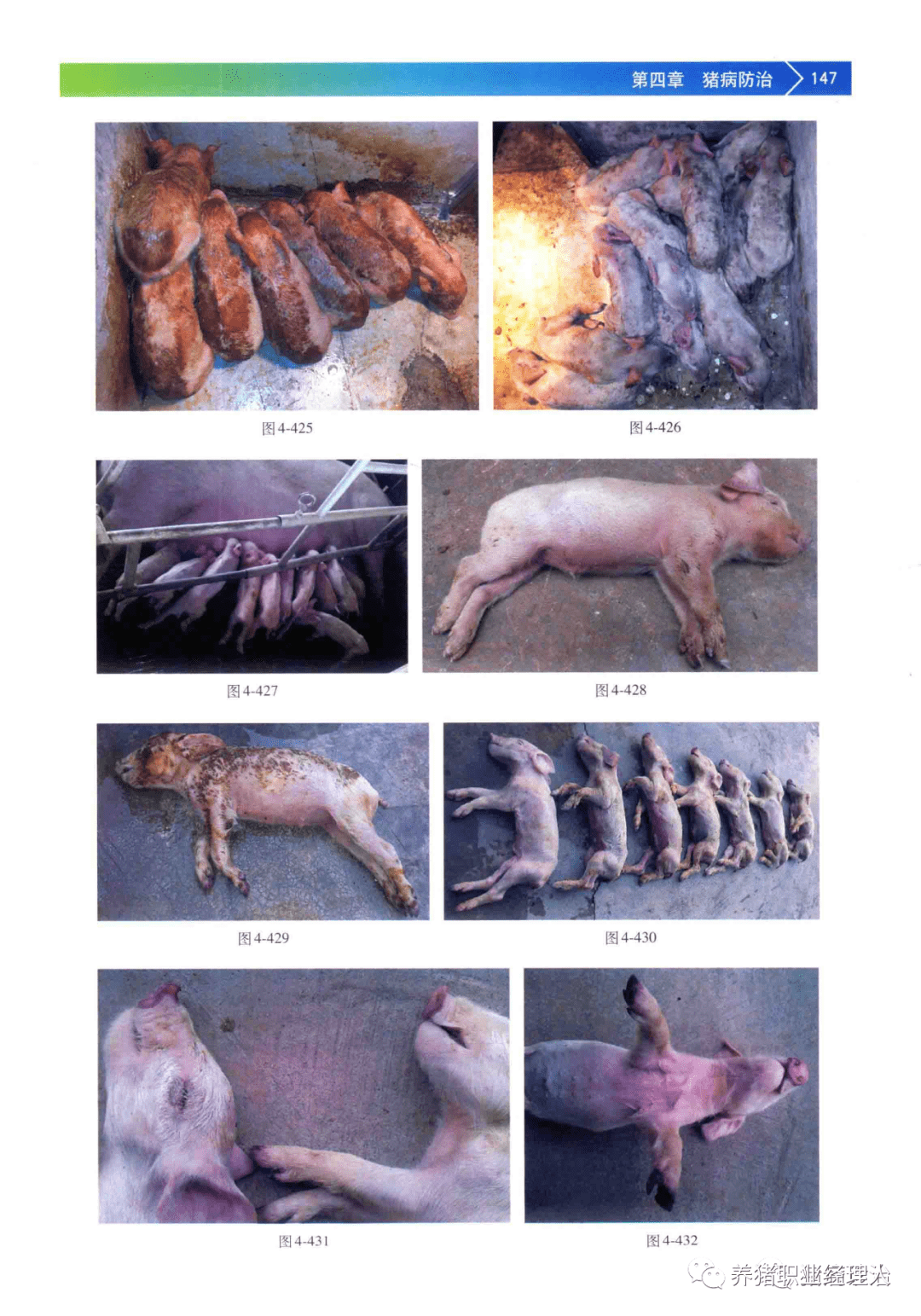 猪流行性腹泻的诊断与防治
