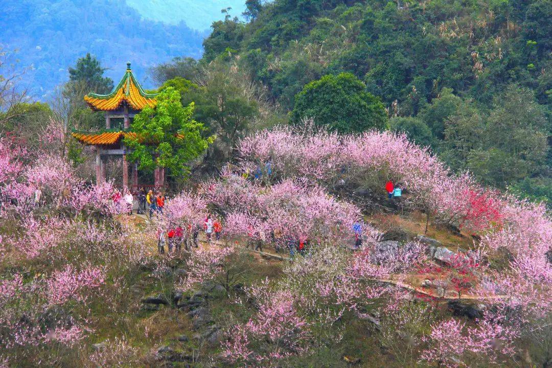 清远十里桃花谷图片