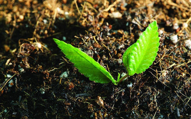 怎样改良土壤微生物平衡?