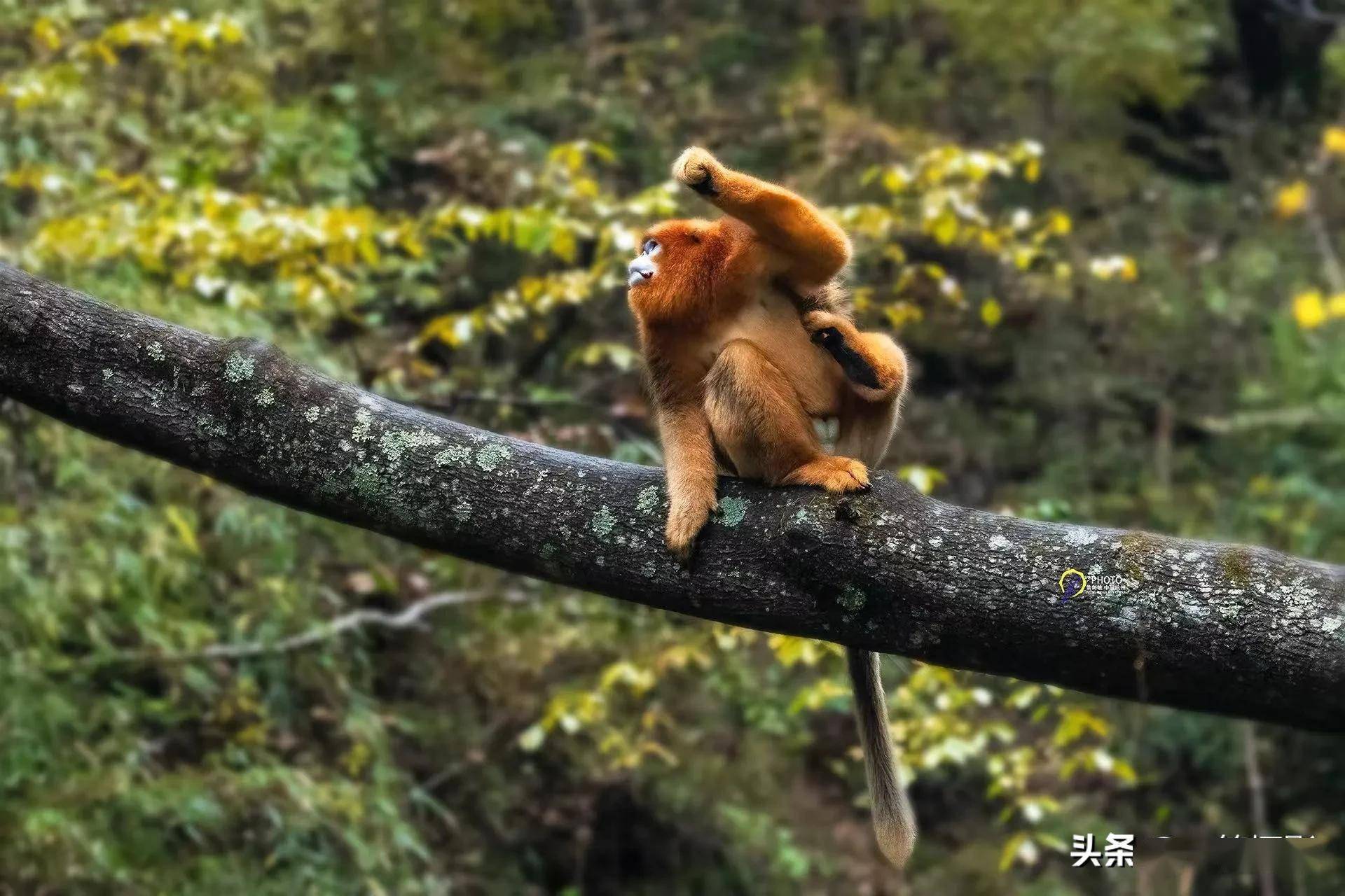 秦岭金丝猴,属四川金丝猴的秦岭种群,又名川金丝猴秦岭亚种.