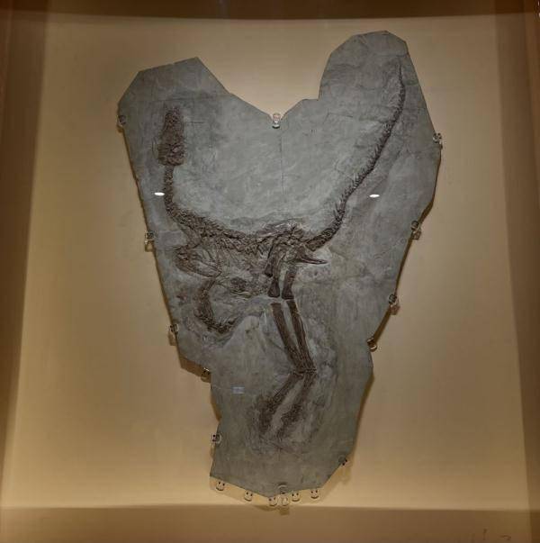 揭秘恐龙化石丨亿年前这种恐龙为何被命名为“鸟”？