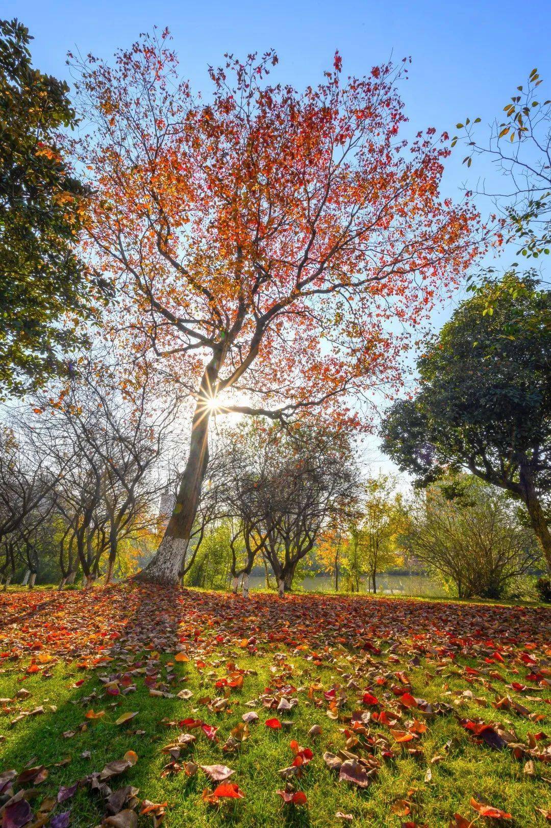 50张图片收藏宁诺绝色秋景autumnalscenesinunnc