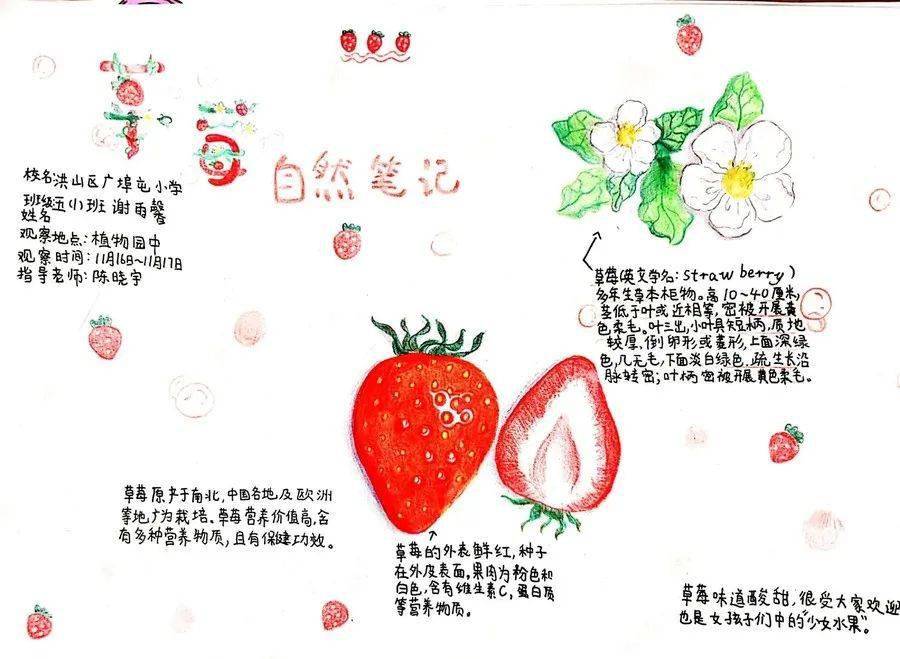 草莓植物观察记录表图片