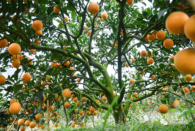 鸿尾的脐橙开摘啦!_林丽丁_果园_游客