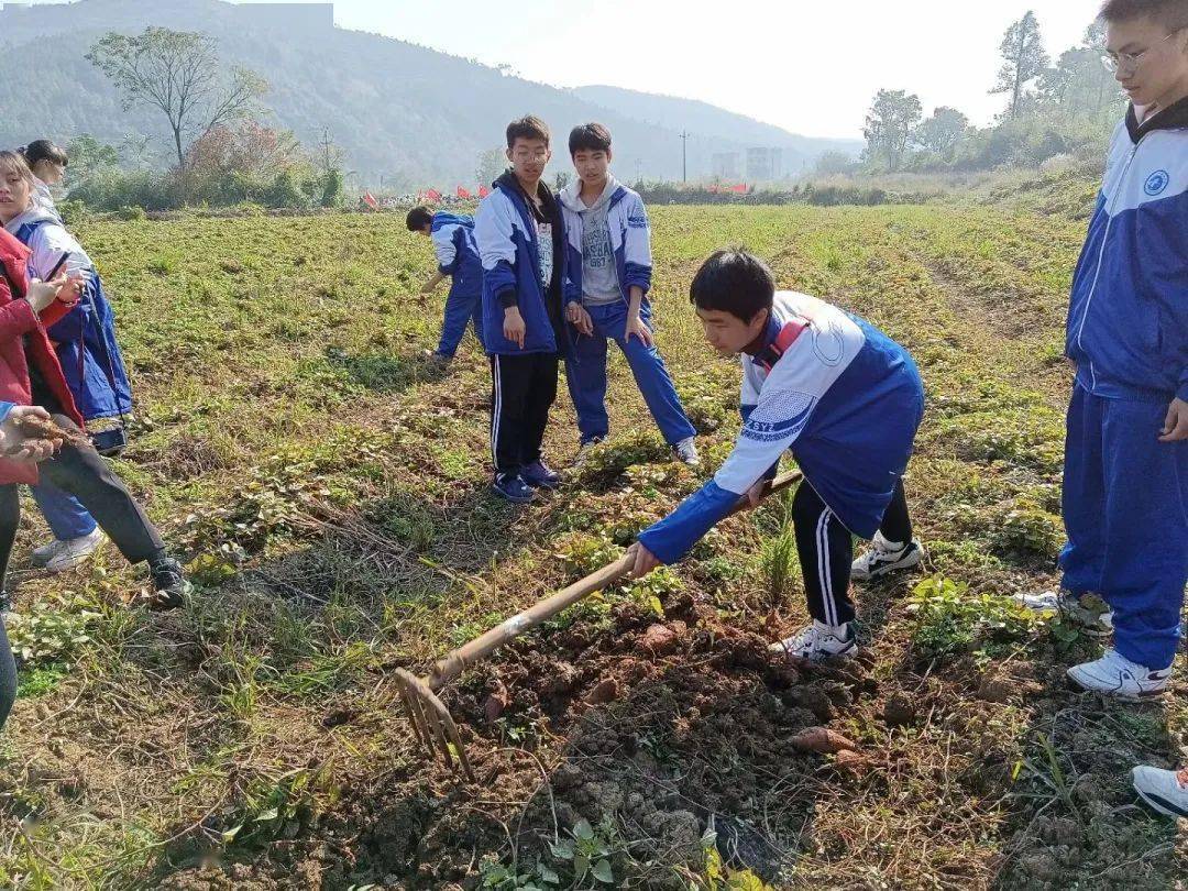 促进健康成长,组织学生开展"扶贫助农"挖红薯社会实践活动_进行时
