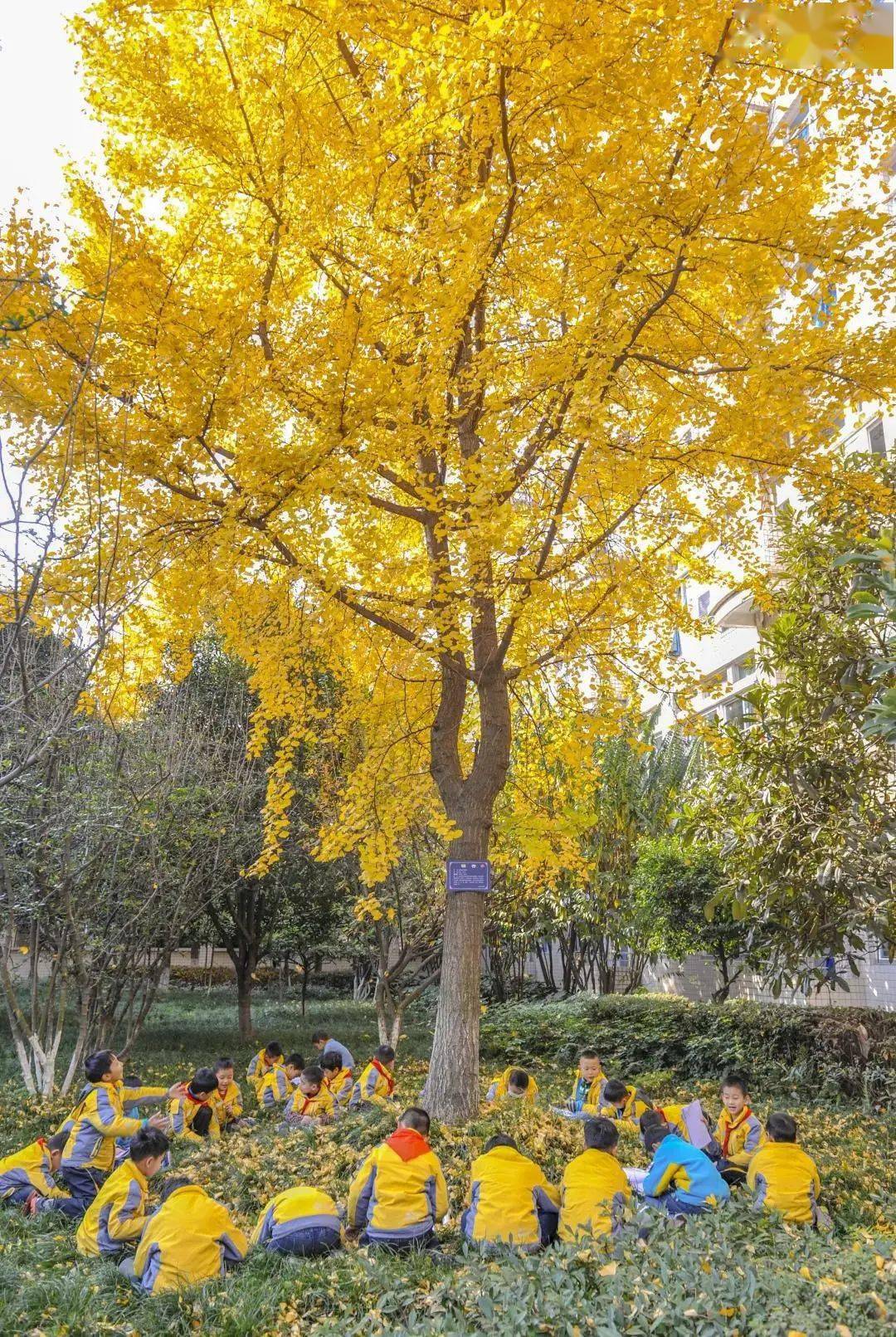 校园_银杏_小学