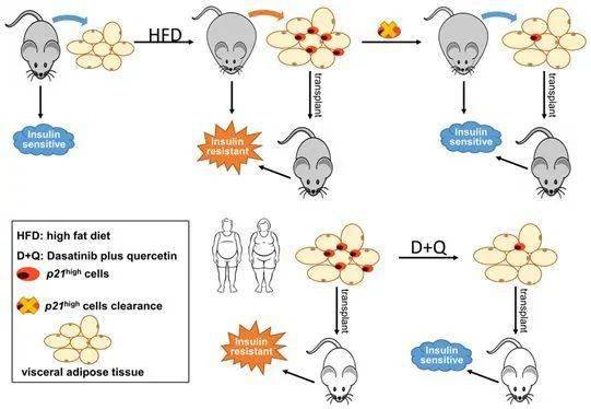 cell metab:槲皮素等可清除脂肪組織中的衰老細胞緩解糖尿病症狀_代謝