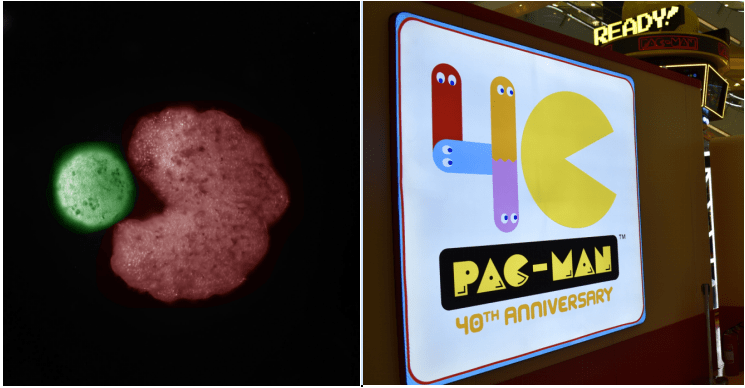 全球首次！活体机器人“可繁殖”，是灾难还是福音？ | 专栏