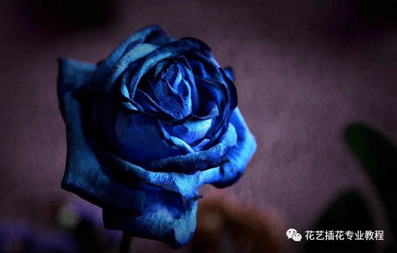 花卉百科蓝色妖姬