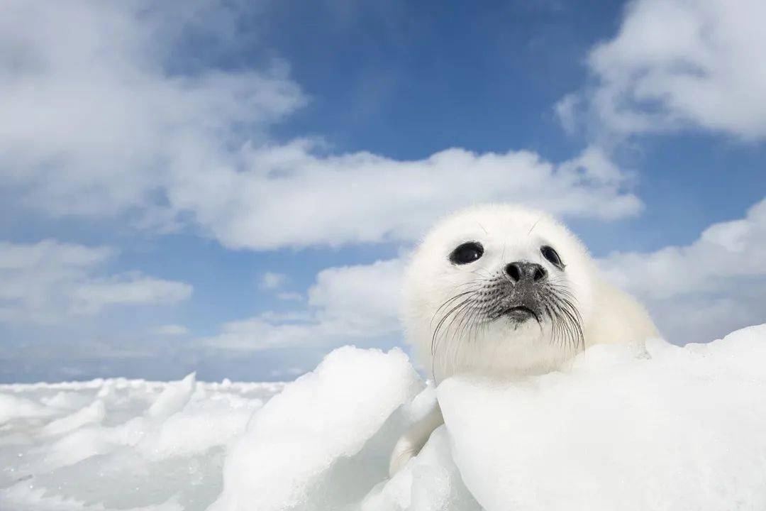 我养大了一只海豹,尽管不舍也放它回归大海_小徐_小家伙_北极圈