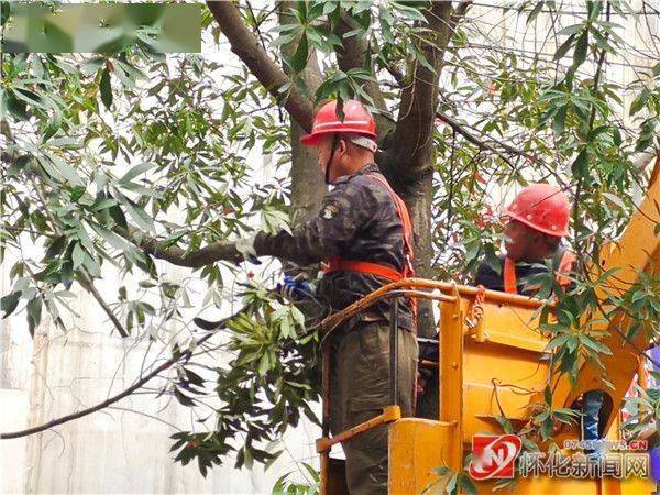 圖說懷化|園林工人對樹枝修剪消除安全隱患_趙霞_易達_行道樹