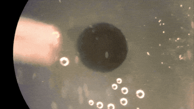 全球首个可自我繁殖活体机器人Xenobots 3.0问世