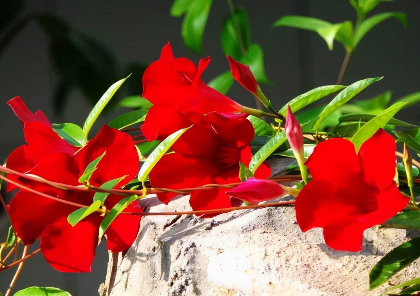 飘香藤怎么养?做好3点,开花大半年,夏季冬季都有花,又仙又美