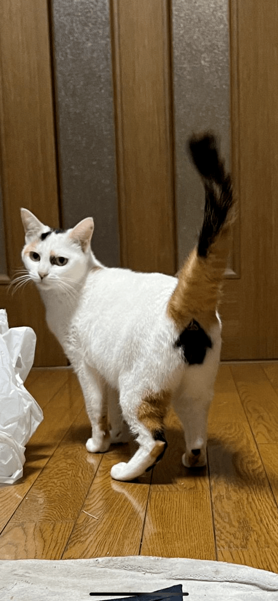 日本天皇独女成人礼被嘲穷酸;宜家日本推出月租5元公寓;菅田将晖小松