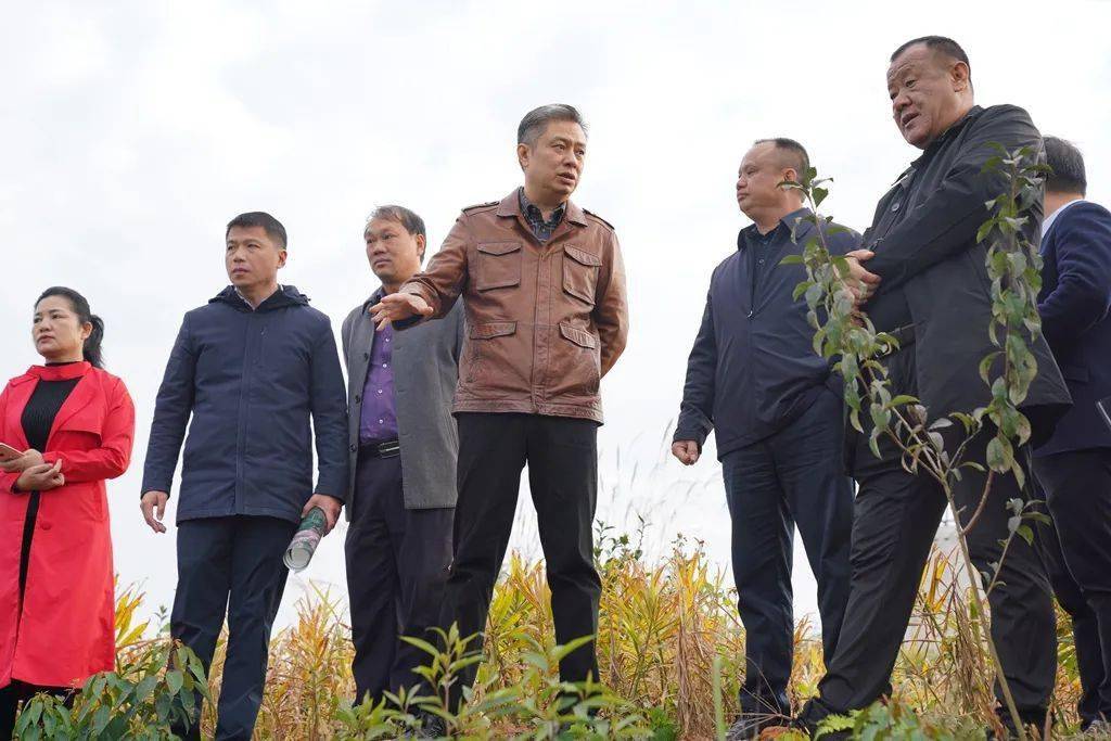 东兰县委书记徐迪克到隘洞镇调研时强调大力发展中草药产业加快项目