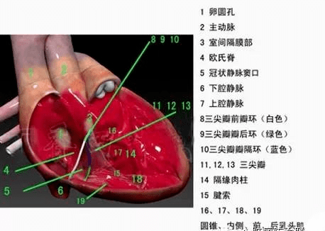 三dbody系统解剖图图片