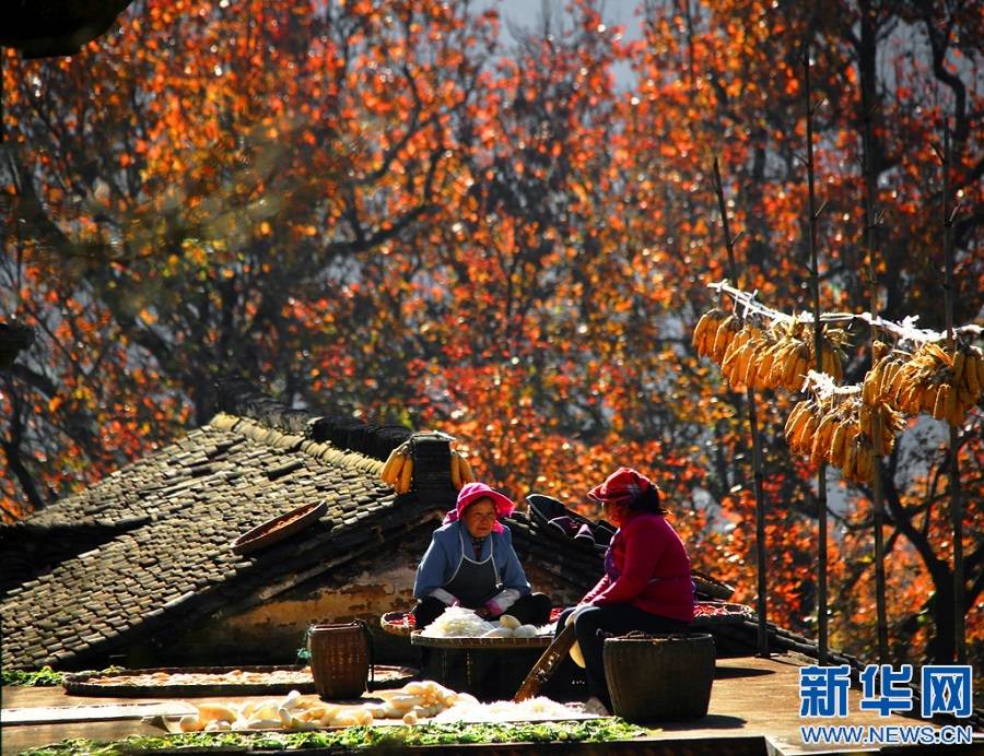 左邻右舍|“枫”景独好！婺源篁岭晒秋人家赏红枫