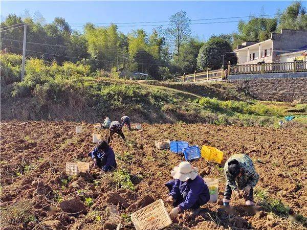 冬閒人不閒紅薯地裡話豐年