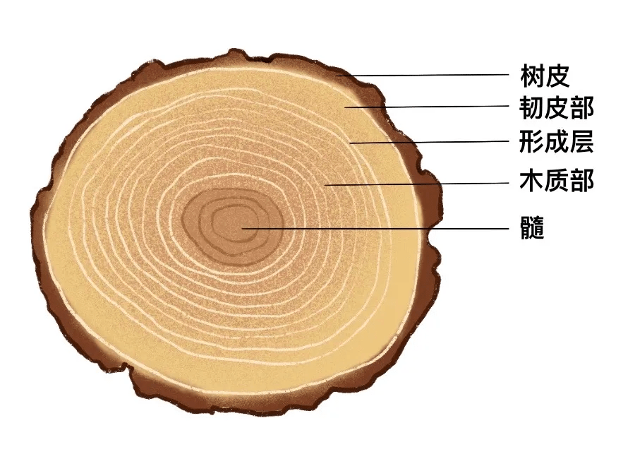 木质部和韧皮部的区别图片