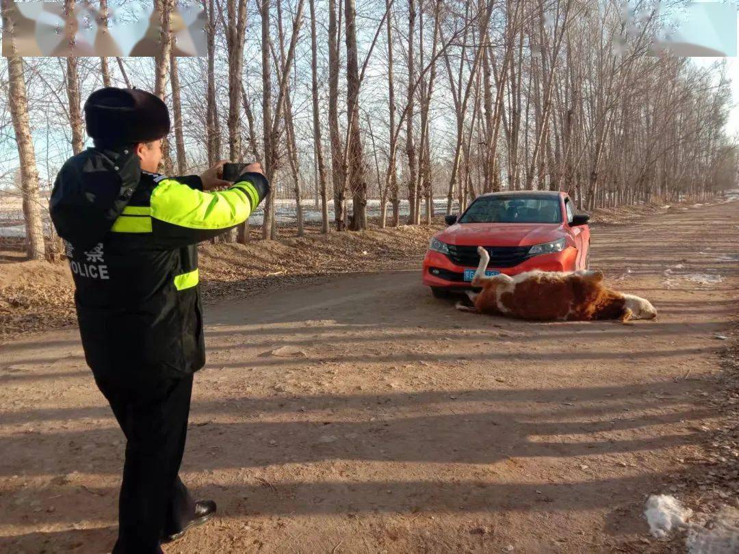 事故案例警示丨红车牛边过 车损牛亡