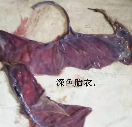 用这4招判断母猪是否产完,你再也不用熬夜了_胎衣_仔猪_子宫