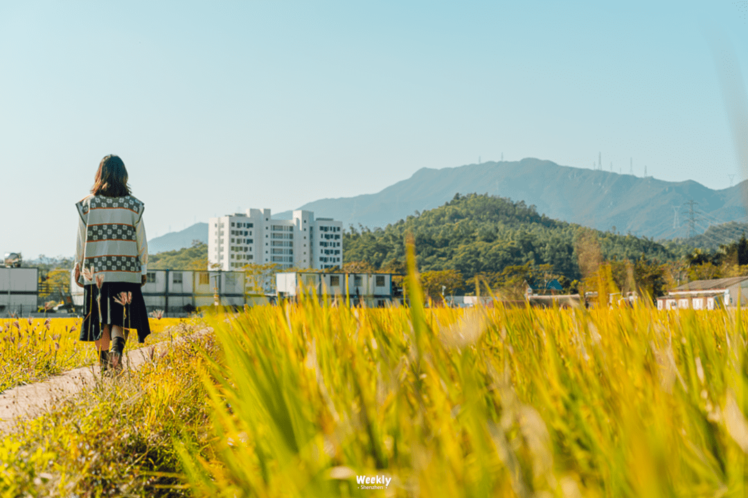 花海|曝光深圳「花海梯田」，去过算我输