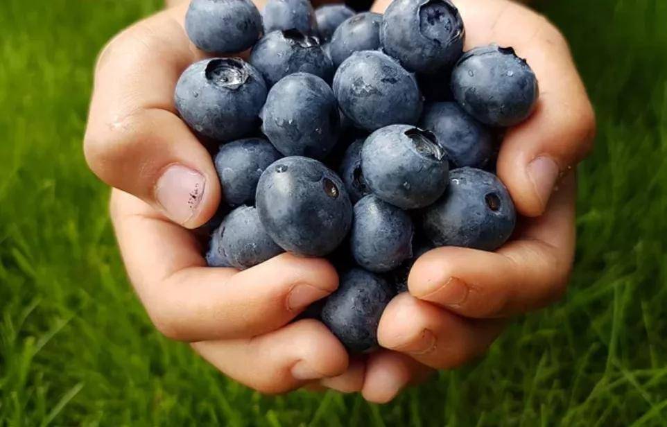 水果|改善记忆防痴呆，这些水果可常吃！