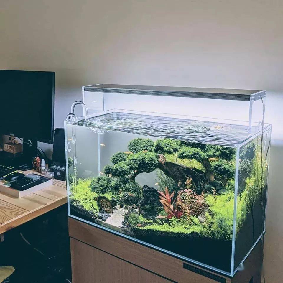 水族_爱好者_文章