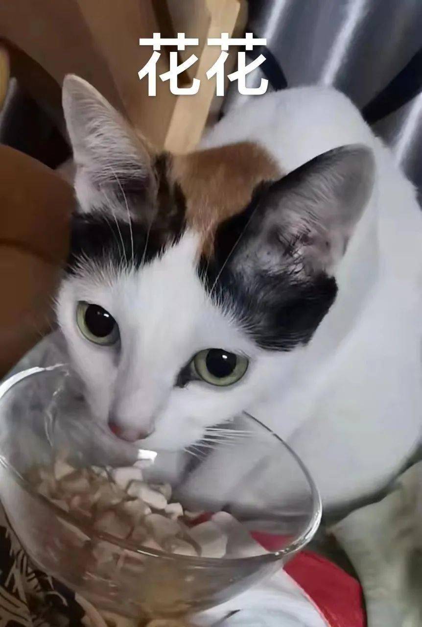 猫会在危险时刻保护主人吗？(猫会在危险时刻保护主人吗为什么)-第1张图片-鲸幼网